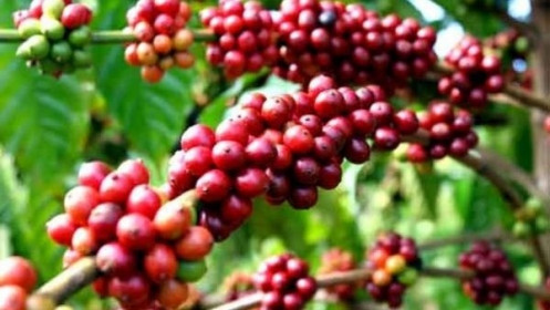 Giá cà phê hôm nay 18/3: Giá quay đầu giảm sau khi tăng quá mức; Xuất khẩu cà phê Việt tăng vọt