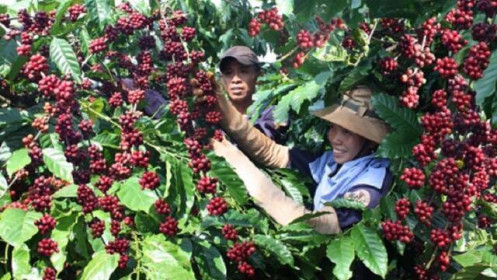 Cà phê Việt Nam hưởng lợi từ xung đột Nga–Ukraine?