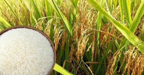 Giá lúa gạo hôm nay 24/3: Giá lúa gạo quay đầu giảm 200 đồng/kg