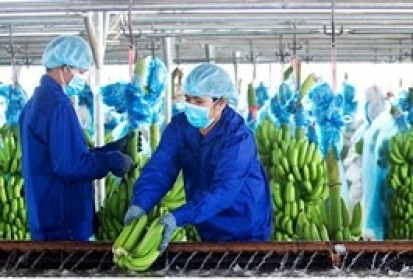 HAG - Thời tới cản không kịp
