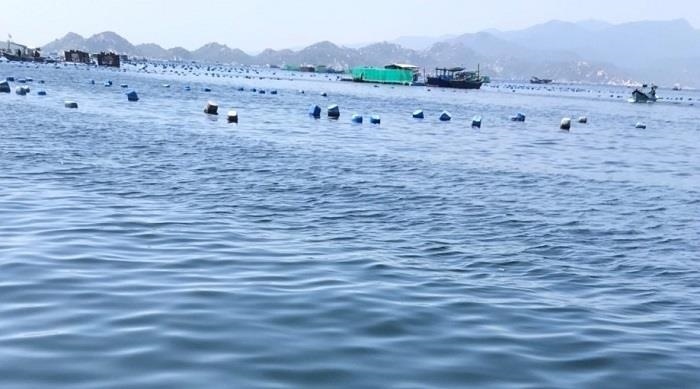 Tôm hùm rớt giá cả nửa triệu đồng/kg, ngư dân như ngồi trên lửa