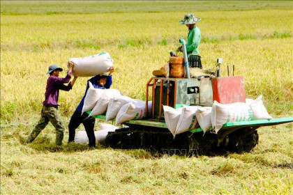 Thị trường nông sản tuần qua: Giá một số loại lúa giảm