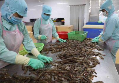 Xuất khẩu tôm dự báo sẽ tiếp đà tăng trưởng