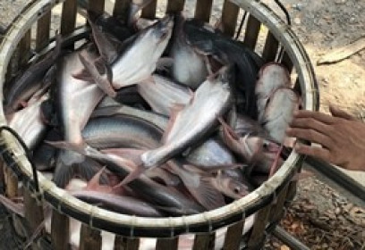 Doanh nghiệp cá tra đầu tiên báo lãi ròng quý 1 gấp gần 6 lần 
