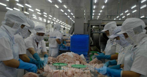 Ba tháng đầu năm, cá tra Việt Nam xuất khẩu đạt 646 triệu USD