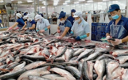Giá xuất khẩu cá tra sang Mỹ trong quý I tăng gần 70%