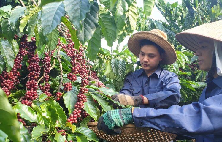 6 thách thức trên đường vươn ra thế giới của cà phê Việt Nam