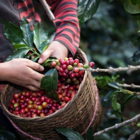6 thách thức trên đường vươn ra thế giới của cà phê Việt Nam