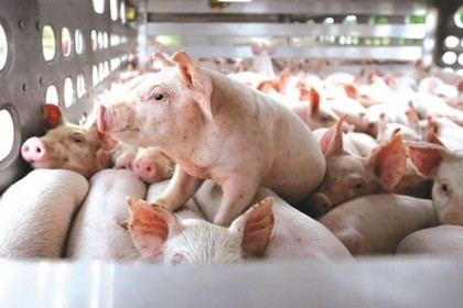 BaF báo lãi ròng quý I còn 87,7 tỷ đồng