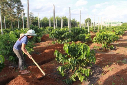 Tây Nguyên tăng diện tích cây trồng xen trong vườn cà phê