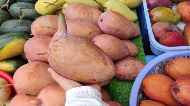 Xoài giống lạ khổng lồ đổ bộ lề đường TP HCM