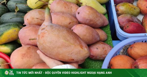 Xoài giống lạ khổng lồ đổ bộ lề đường TP HCM