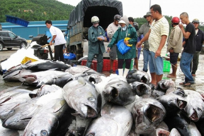 Xuất khẩu cá ngừ sang Bồ Đào Nha tăng 135%