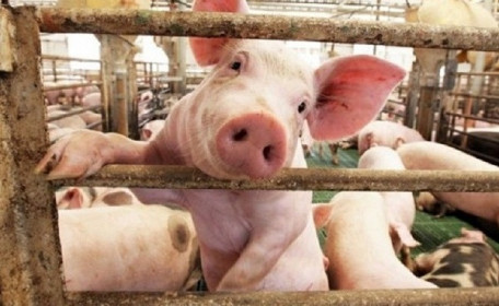 Nông nghiệp BaF nhận chuyển nhượng 80% vốn của một công ty chăn nuôi và sản xuất giống lợn