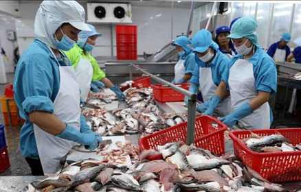 Ngành cá tra Việt Nam bước vào chu kỳ tăng?