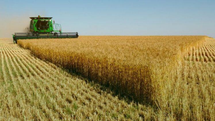Thị trường nông sản tuần qua: Giá gạo biến động nhẹ