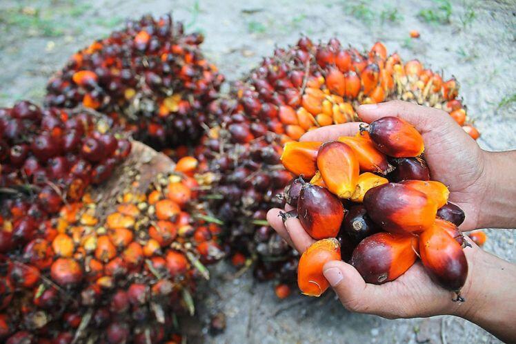 Indonesia, thị trường cung ứng dầu mỡ thực vật lớn của Việt Nam, bãi bỏ lệnh cấm xuất khẩu dầu cọ