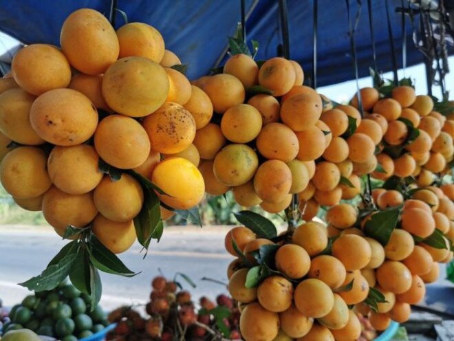Trái cây miền Tây vào mùa lại "rớt giá, dội chợ”, sầu riêng 40.000/kg vẫn ế