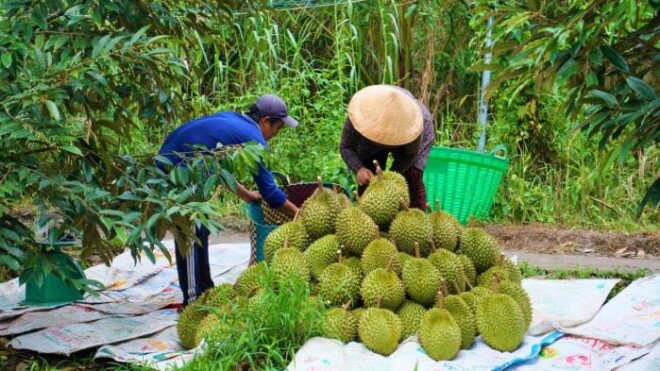 Trái cây miền Tây vào mùa lại "rớt giá, dội chợ”, sầu riêng 40.000/kg vẫn ế