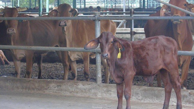 Dự án chăn nuôi bò ngàn tỷ ở Hà Tĩnh được tái cơ cấu thế nào?