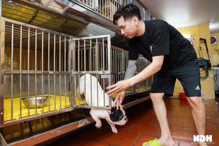 Bếp trưởng Hà Nội đầu tư tiền tỷ nuôi chó Bull Pháp đắt đỏ