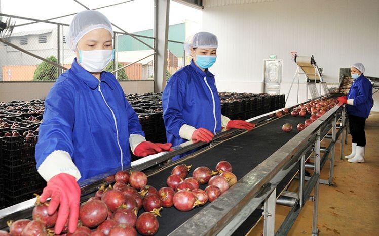 Trung Quốc mở cửa nhập khẩu chanh leo của Việt Nam