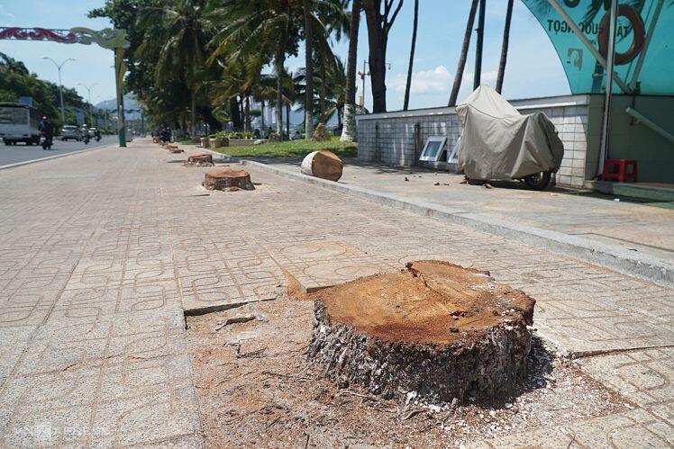 Hơn 40 cây dừa ven biển Nha Trang bị chặt hạ