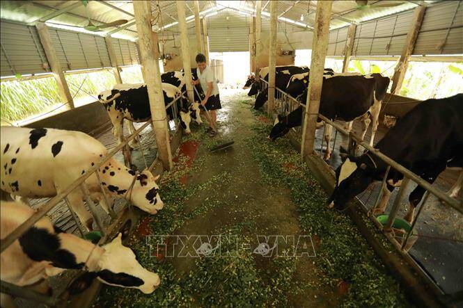 Dư địa để Việt Nam phát triển ngành hàng sữa