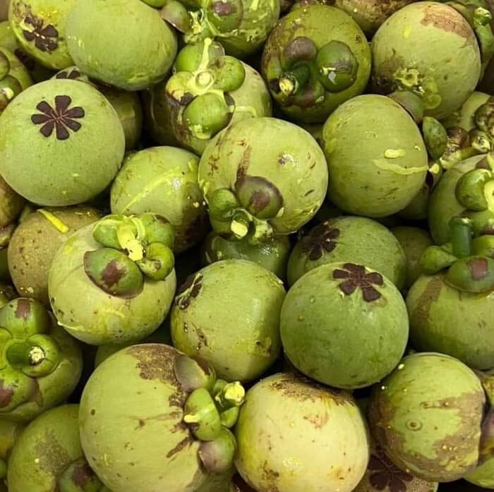 Măng cụt xanh lên đời thành đặc sản có giá lên tới nửa triệu đồng/kg