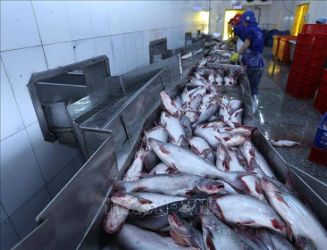 Giá cá tra tăng, người nuôi lãi hơn 5.000 đồng/kg