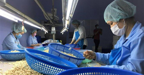 100 container hạt điều Việt Nam nghi bị lừa đảo đã về với "khổ chủ"