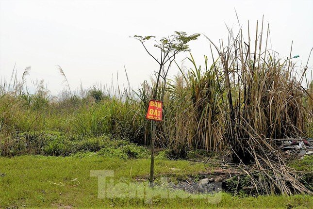 Khu đô thị gần 100ha ''đất vàng'' ở Quảng Ninh bỏ hoang, cỏ mọc um tùm