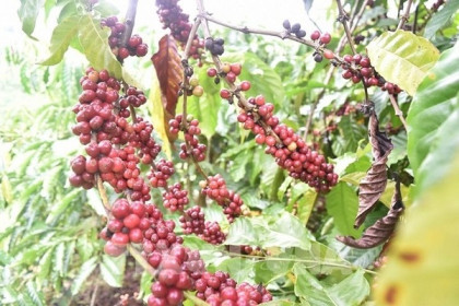 Mỹ là thị trường xuất khẩu cà phê lớn thứ 5 của Việt Nam