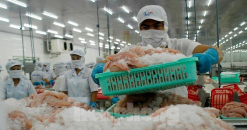 Anh nhập khẩu cá tra Việt Nam tăng 6 lần