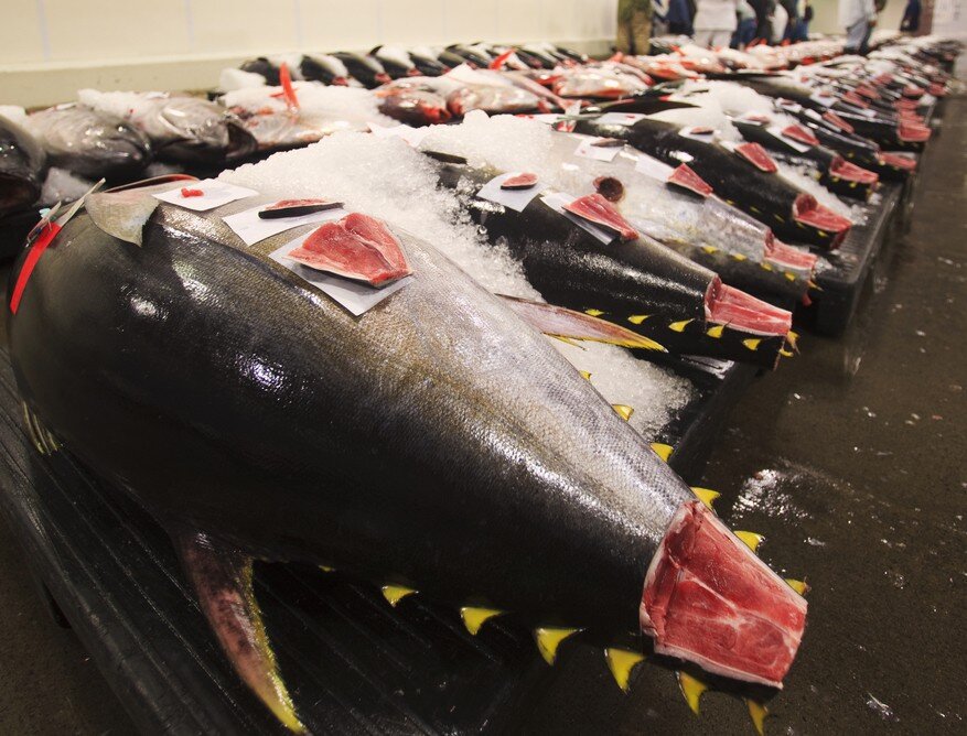 Doanh nghiệp Việt Nam cần lường trước để giữ thị phần cá ngừ tại Mỹ