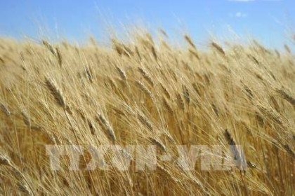 Thị trường nông sản tuần qua: Giá lúa tăng trở lại