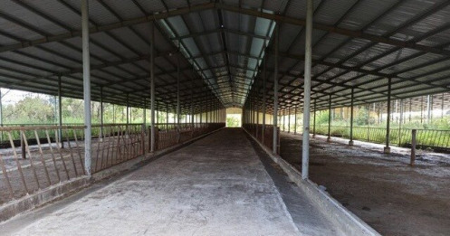 Bỏ hoang 6 năm, dự án nuôi bò 2.600 tỷ ở Đắk Nông được sang nhượng để... nuôi heo