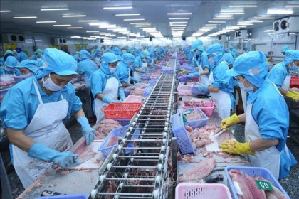 Nhiều nhà máy chế biến hải sản có thể đóng cửa do thiếu nguyên liệu