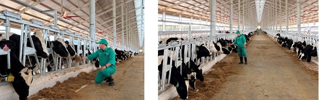 Đàn bò sữa 1,000 con được Vinamilk nhập khẩu cho trang trại tại Lào