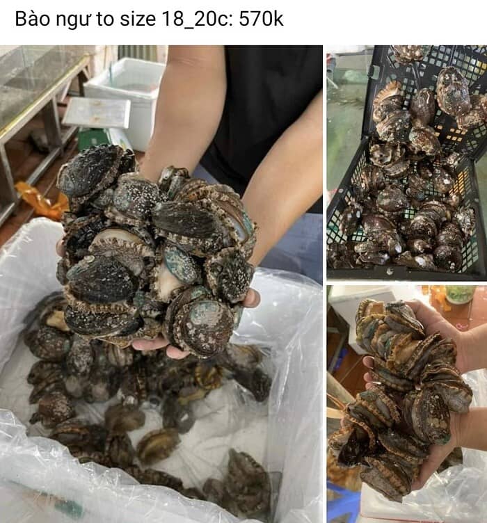 Bất ngờ về nguồn gốc của bào ngư tươi sống giá "siêu rẻ” chỉ 25 nghìn đồng/con