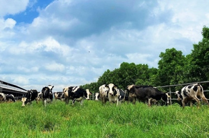 Vinamilk tiếp nhận thành công hơn 1.500 bò sữa nhập từ Mỹ về các trang trại Green Farm