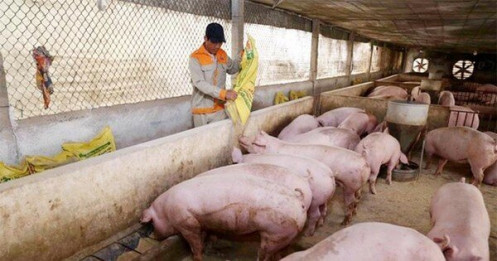 Giá lợn hơi tăng mạnh, cán mốc 75.000 đồng/kg