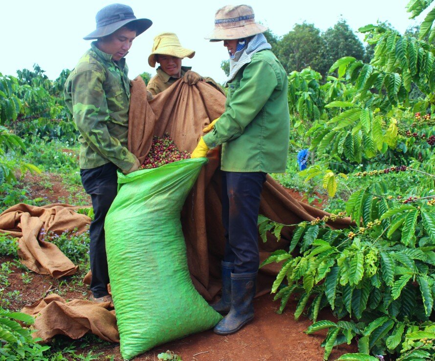 Ngược xu hướng thế giới, giá cà phê Việt Nam tăng mạnh