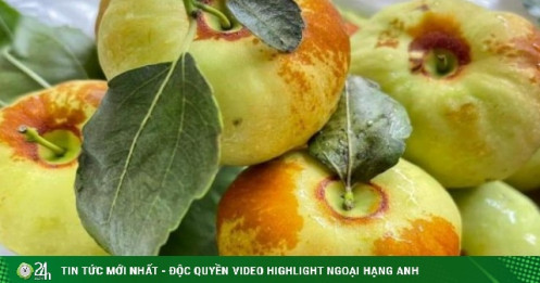 Xuất hiện loại táo Trung Quốc nhìn như quả bí có giá hàng trăm nghìn đồng/kg