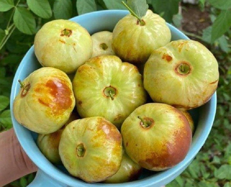 Xuất hiện loại táo Trung Quốc nhìn như quả bí có giá hàng trăm nghìn đồng/kg