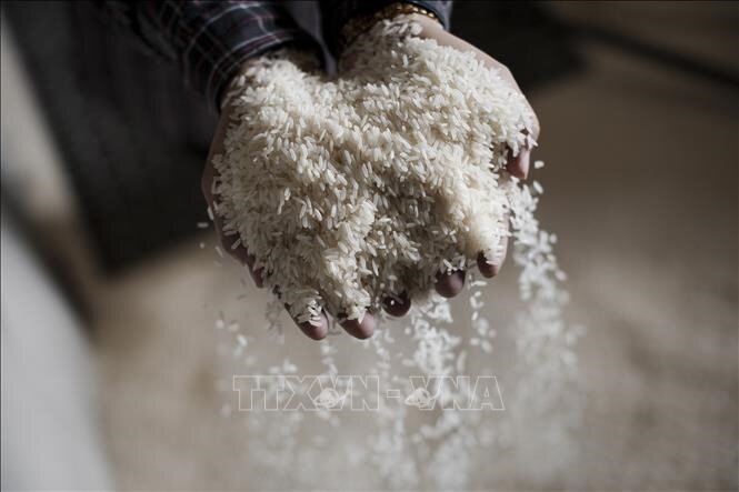 Thị trường nông sản tuần qua: Giá gạo Ấn Độ tăng do nguồn cung hạn hẹp