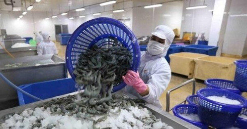 Người dân Mỹ, EU thắt chặt hầu bao, xuất khẩu tôm Việt Nam tuột dốc tăng trưởng âm