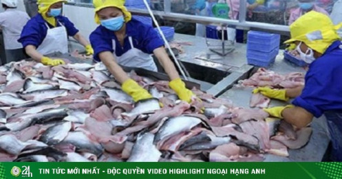 Quý II/2022: Cá tra Nam Việt báo lãi cao kỷ lục, gấp 10 lần so với cùng kỳ
