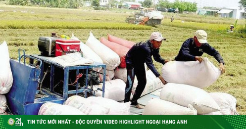 Lý do Việt Nam nhập hàng triệu tấn lúa từ Campuchia