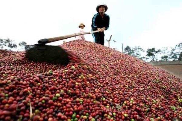 Thị trường nông sản tuần qua: Giá lúa, cà phê biến động trái chiều